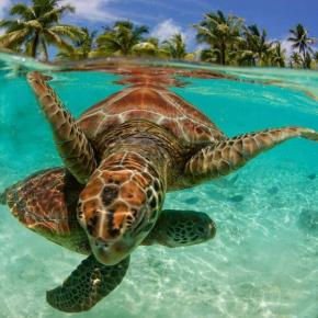 Leeward Islands